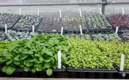 BloomGrow™ Biofertilizer for Microgreens (1L Bottle)